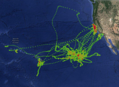 Animal track and oceanographic data overlays