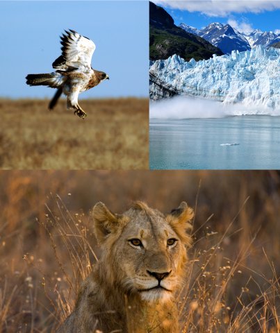 Photos by Flickr users: Derek Bakken, Kimberly Vardeman, and acjetter